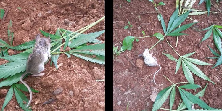 RATÓN COME HOJAS DE MARIHUANA, SE DESMAYA Y SE VUELVE VIRAL