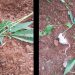 RATÓN COME HOJAS DE MARIHUANA, SE DESMAYA Y SE VUELVE VIRAL