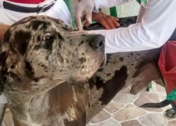 SALUD DESCARTA EFECTOS ADVERSOS EN MASCOTAS POR APLICACIÓN DE VACUNAS ANTIRRÁBICAS