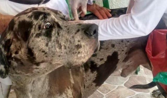 SALUD DESCARTA EFECTOS ADVERSOS EN MASCOTAS POR APLICACIÓN DE VACUNAS ANTIRRÁBICAS