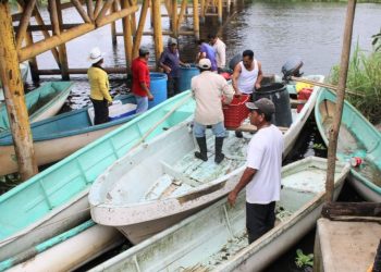 SIEMBRAN 152 MIL CRÍAS DE TILAPIA EN LAGUNAS DE NACAJUCA