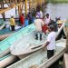 SIEMBRAN 152 MIL CRÍAS DE TILAPIA EN LAGUNAS DE NACAJUCA