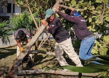 INTENSA DEFORESTACIÓN DE SOLIDARIDAD TRAS PASO DE CICLONES INSTAURÓ LAURA BERISTAIN