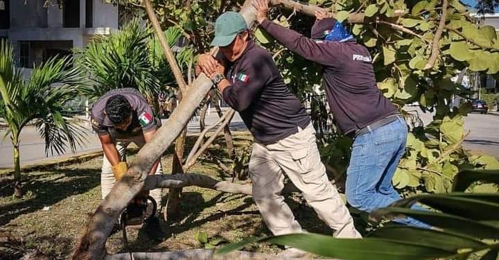 INTENSA DEFORESTACIÓN DE SOLIDARIDAD TRAS PASO DE CICLONES INSTAURÓ LAURA BERISTAIN