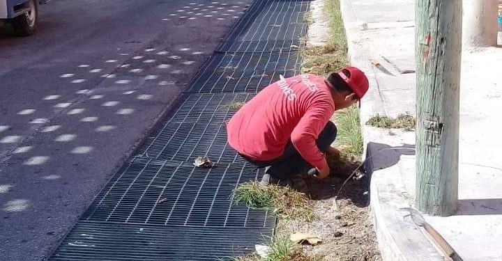 MANTIENEN ÁREAS VERDES EN ÓPTIMAS CONDICIONES EN ISLA MUJERES