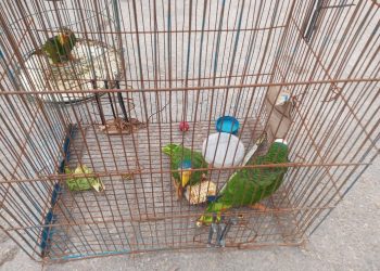 LA FGE Y LA PROCURADURÍA DE PROTECCIÓN AL AMBIENTE, TRABAJAN EN APOYO DEL BIENESTAR ANIMAL