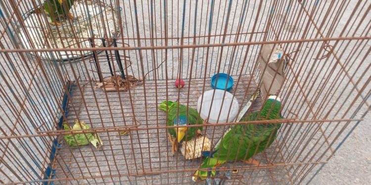 LA FGE Y LA PROCURADURÍA DE PROTECCIÓN AL AMBIENTE, TRABAJAN EN APOYO DEL BIENESTAR ANIMAL