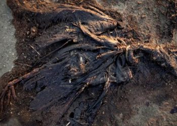 BUSCARÁ AMLO MEDIAR ENTRE BRITISH PETROLEUM Y PECADORES AFECTADOS EN Q. ROO