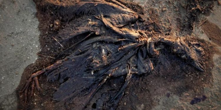 BUSCARÁ AMLO MEDIAR ENTRE BRITISH PETROLEUM Y PECADORES AFECTADOS EN Q. ROO