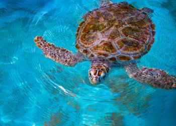 CON MÁS DE MIL NIDOS CULMINA TEMPORADA DE ANIDACIÓN DE TORTUGAS EN ISLA MUJERES