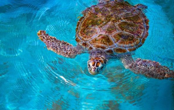 CON MÁS DE MIL NIDOS CULMINA TEMPORADA DE ANIDACIÓN DE TORTUGAS EN ISLA MUJERES