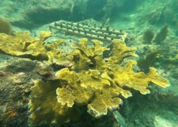 LOS CORALES DE CHANKANAAB NO SUFRIERON DAÑO POR AL PASO DEL HURACÁN DELTA