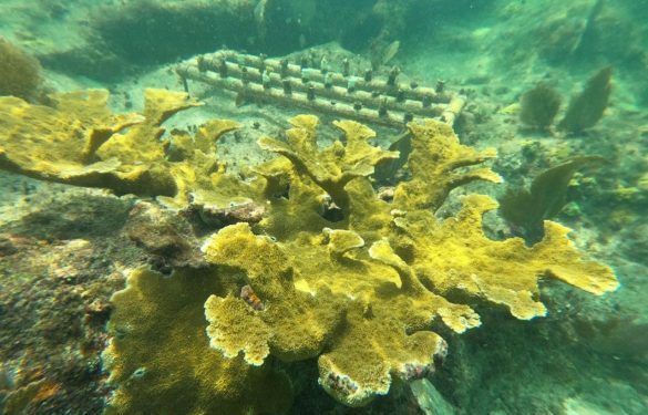 LOS CORALES DE CHANKANAAB NO SUFRIERON DAÑO POR AL PASO DEL HURACÁN DELTA