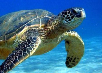 PESE A “GAMMA” Y “DELTA” LIBERAN 64 MIL 266 CRÍAS DE TORTUGAS EN AKUMAL