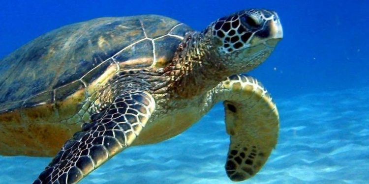 PESE A “GAMMA” Y “DELTA” LIBERAN 64 MIL 266 CRÍAS DE TORTUGAS EN AKUMAL