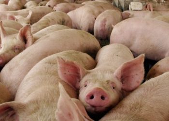 REVELAN DEFICIENCIAS EN EL RASTRO TIF DEL PARQUE INDUSTRIAL