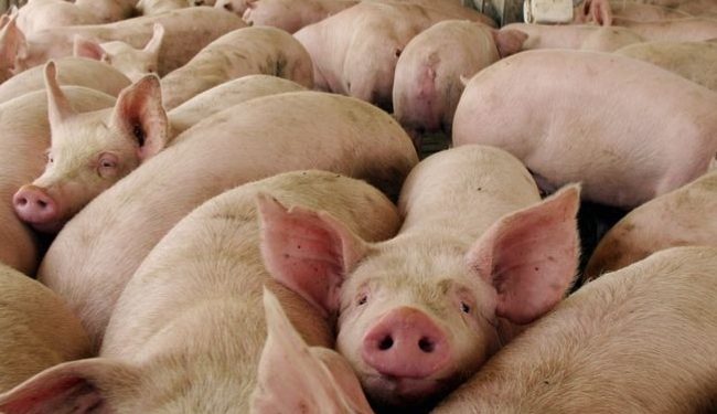 REVELAN DEFICIENCIAS EN EL RASTRO TIF DEL PARQUE INDUSTRIAL