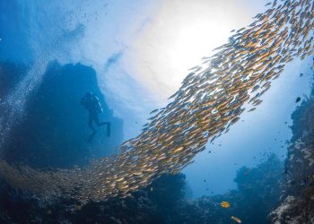 LANZAN CAMPAÑA MUNDIAL A FAVOR DE OCÉANOS LIBRES DE PLÁSTICOS