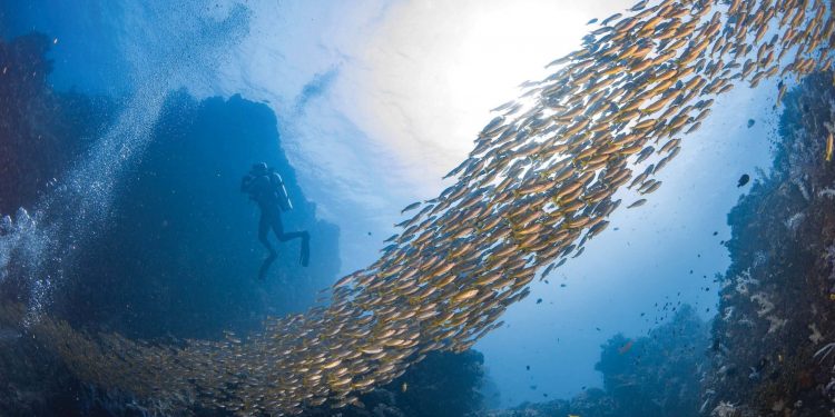 LANZAN CAMPAÑA MUNDIAL A FAVOR DE OCÉANOS LIBRES DE PLÁSTICOS