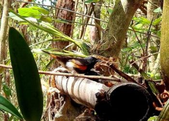 LA FPMC PARTICIPA EN EL FESTIVAL DE LAS AVES ISLA COZUMEL