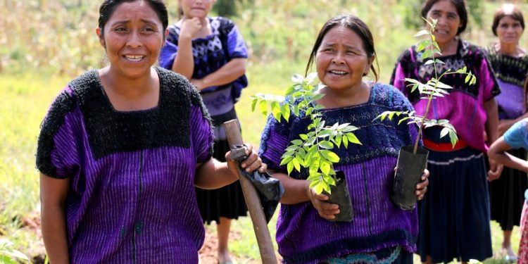 SEMBRANDO VIDA ES EL PROGRAMA AGROFORESTAL PRODUCTIVO MÁS GRANDE DEL MUNDO Y EL MÁS IMPORTANTE GENERADOR DE EMPLEOS EN EL PAÍS