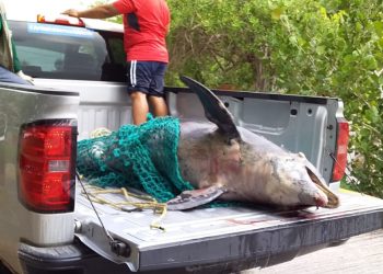 HALLAN DELFÍN MUERTO EN CALDERITAS