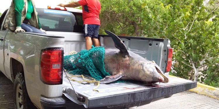 HALLAN DELFÍN MUERTO EN CALDERITAS