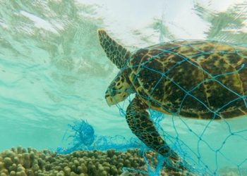 DETECTAN AMENAZAS PARA CUATRO TORTUGAS MARINAS QUE LLEGAN A Q. ROO