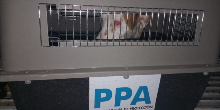 AUMENTA EN 500% DENUNCIAS DE MALTRATO ANIMAL EN CHETUMAL