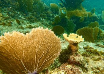 LOS CORALES DEL PROGRAMA DE RESTAURACIÓN DE LA FPMC RESISTIERON LA FUERZA DEL HURACÁN “ZETA”