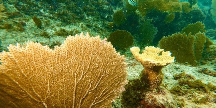 LOS CORALES DEL PROGRAMA DE RESTAURACIÓN DE LA FPMC RESISTIERON LA FUERZA DEL HURACÁN “ZETA”