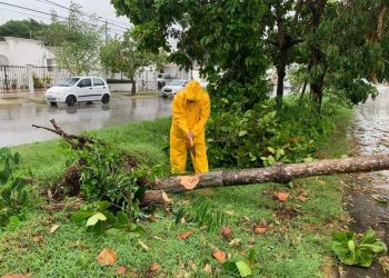 TORMENTA TROPICAL GAMMA TUMBA ÁRBOLES EN CANCÚN