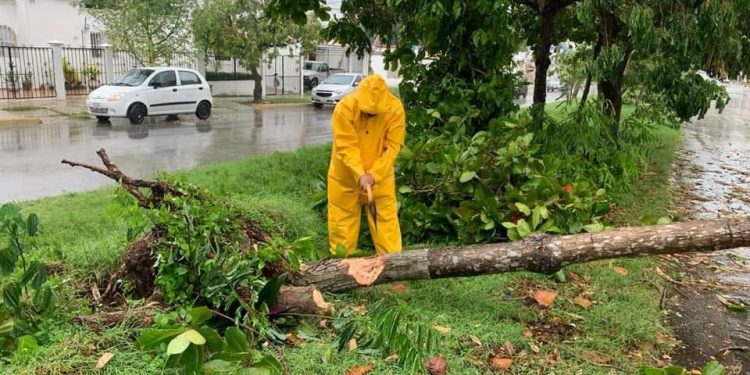 TORMENTA TROPICAL GAMMA TUMBA ÁRBOLES EN CANCÚN