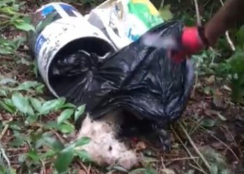 REGISTRA COZUMEL UN NUEVO CASO DE MALTRATO ANIMAL