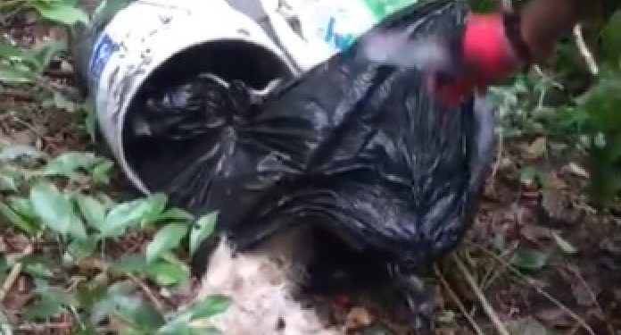 REGISTRA COZUMEL UN NUEVO CASO DE MALTRATO ANIMAL