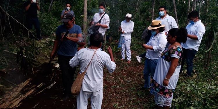 EL TREN MAYA PERMITIRÁ MEJORAR LAS CONDICIONES DE LOS PRODUCTORES DE PITAHAYA DE TIHOSUCO