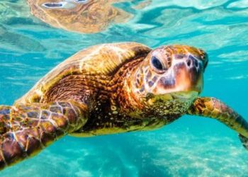 QUINTANA ROO PROMUEVE LA CONSERVACIÓN DE LAS TORTUGAS MARINAS