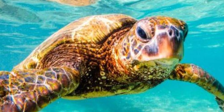 QUINTANA ROO PROMUEVE LA CONSERVACIÓN DE LAS TORTUGAS MARINAS