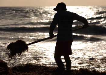 MANTIENEN LIBRE DE SARGAZO LAS PLAYAS DE CANCÚN