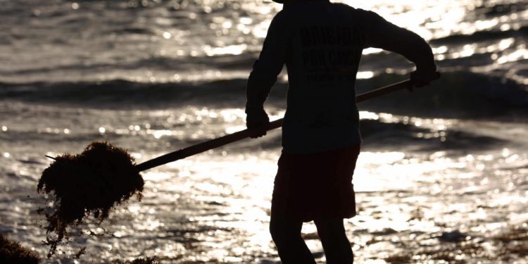 MANTIENEN LIBRE DE SARGAZO LAS PLAYAS DE CANCÚN
