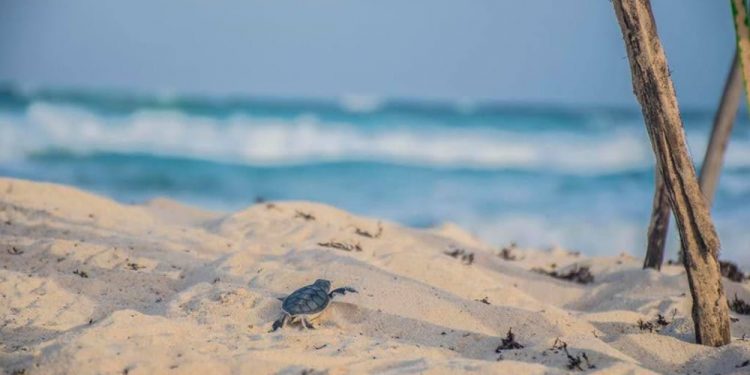 LA FPMC CERRÓ LA TEMPORADA DE ANIDACIÓN Y ECLOSIÓN DE CRÍAS DE TORTUGAS MARINAS