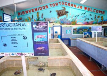 SIN DAÑOS LOS NIDOS DE TORTUGA MARINA EN ISLA MUJERES TRAS EL PASO DE «DELTA»