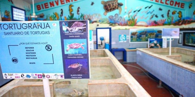 SIN DAÑOS LOS NIDOS DE TORTUGA MARINA EN ISLA MUJERES TRAS EL PASO DE «DELTA»