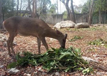 REABRE SUS PUERTAS AL PÚBLICO EL PARQUE ZOOLÓGICO PAYO OBISPO