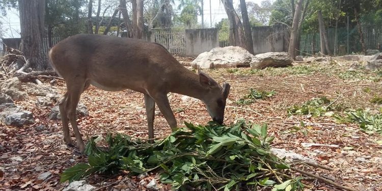 REABRE SUS PUERTAS AL PÚBLICO EL PARQUE ZOOLÓGICO PAYO OBISPO