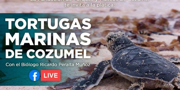 LA FPMC REALIZARÁ PLÁTICA VIRTUAL SOBRE TORTUGAS MARINAS