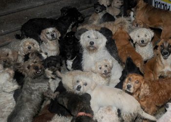RESCATAN A CERCA DE 15 MASCOTAS EN UNA VIVIENDA ABANDONADA EN CHETUMAL