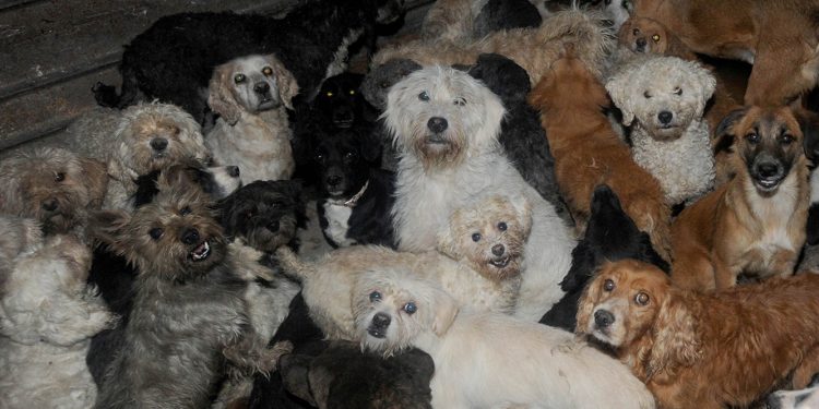 RESCATAN A CERCA DE 15 MASCOTAS EN UNA VIVIENDA ABANDONADA EN CHETUMAL