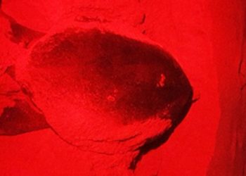 XCACEL-XCACELITO GARANTIZA REPRODUCCIÓN DE TORTUGAS MARINAS