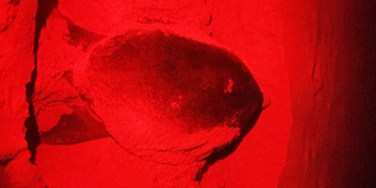 XCACEL-XCACELITO GARANTIZA REPRODUCCIÓN DE TORTUGAS MARINAS